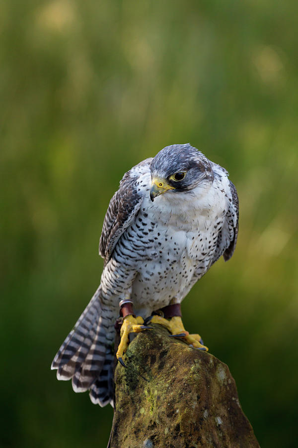 Bird Photograph - Peregrine Gyr Falcon by Anita Nicholson