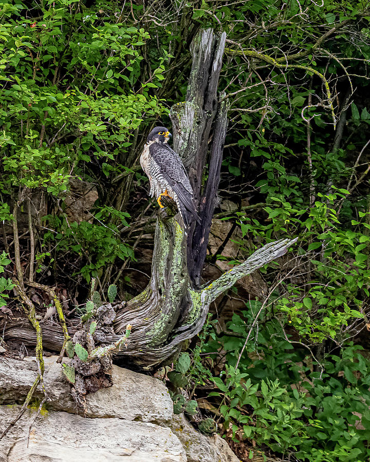 Peregrine Perched At Top Of Cliff Photograph by Morris Finkelstein ...