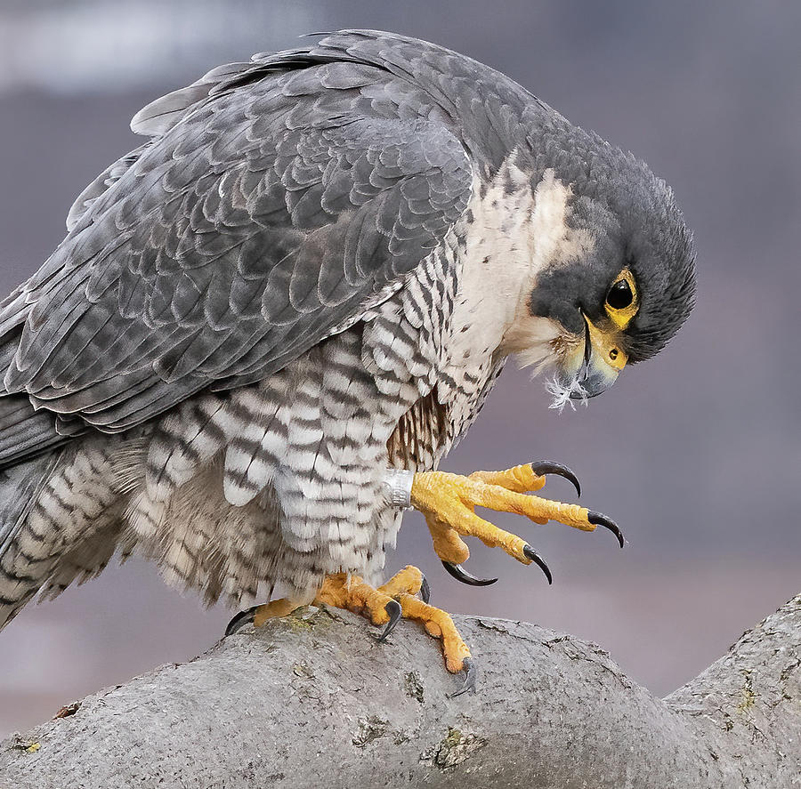 Peregrine Talon Check Photograph by Scott Miller - Pixels