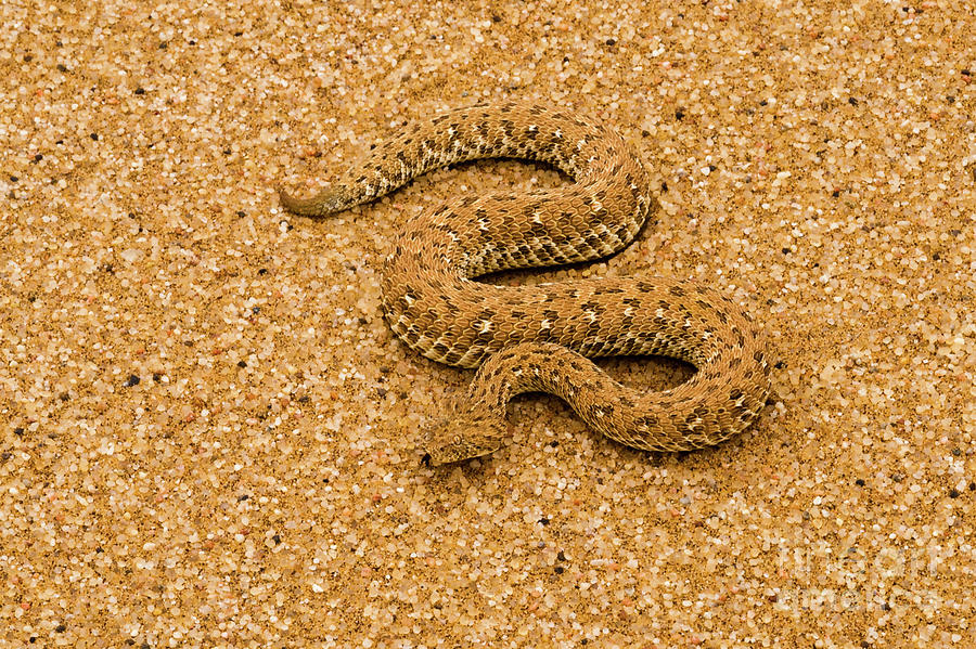 Perenguey's Adder Photograph by Robert Goodell - Fine Art America