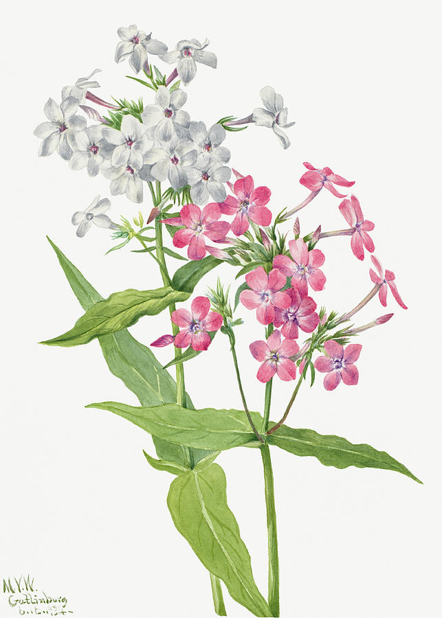 Perennial Phlox Flowers. By Mary Vaux Walcott. Painting by World Art Collective