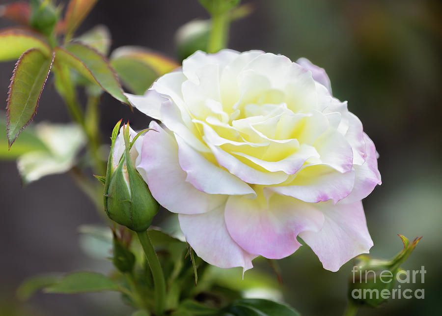 Perennial White Rose Photograph