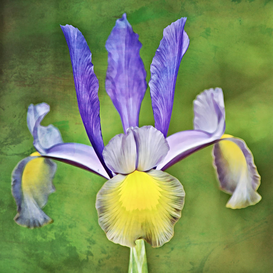 Perfect Dutch Iris Squared Photograph by Gaby Ethington