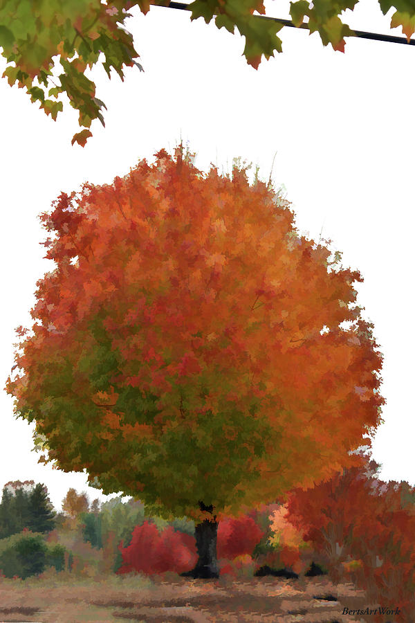 Perfect Fall Tree Photograph