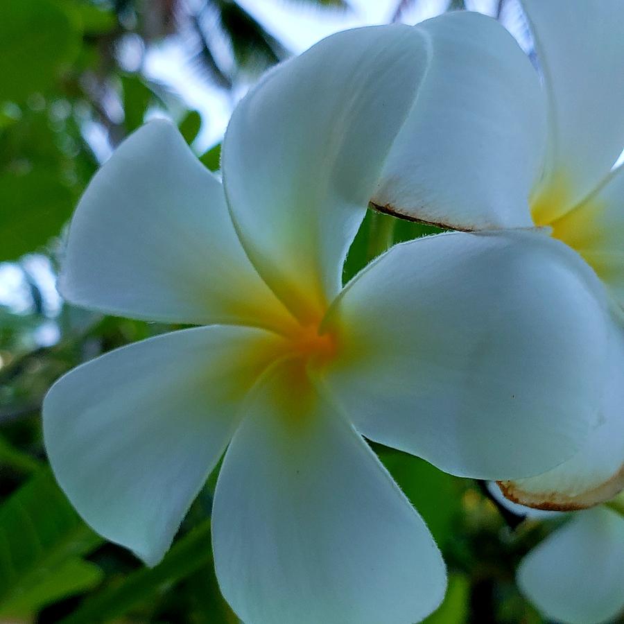 perfect-flower-in-fiji-photograph-by-barbara-gingras-fine-art-america