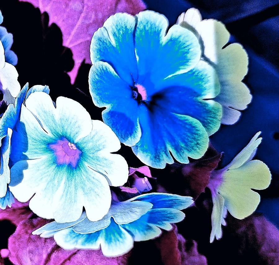 Perfect Flowers In Blue And White Photograph