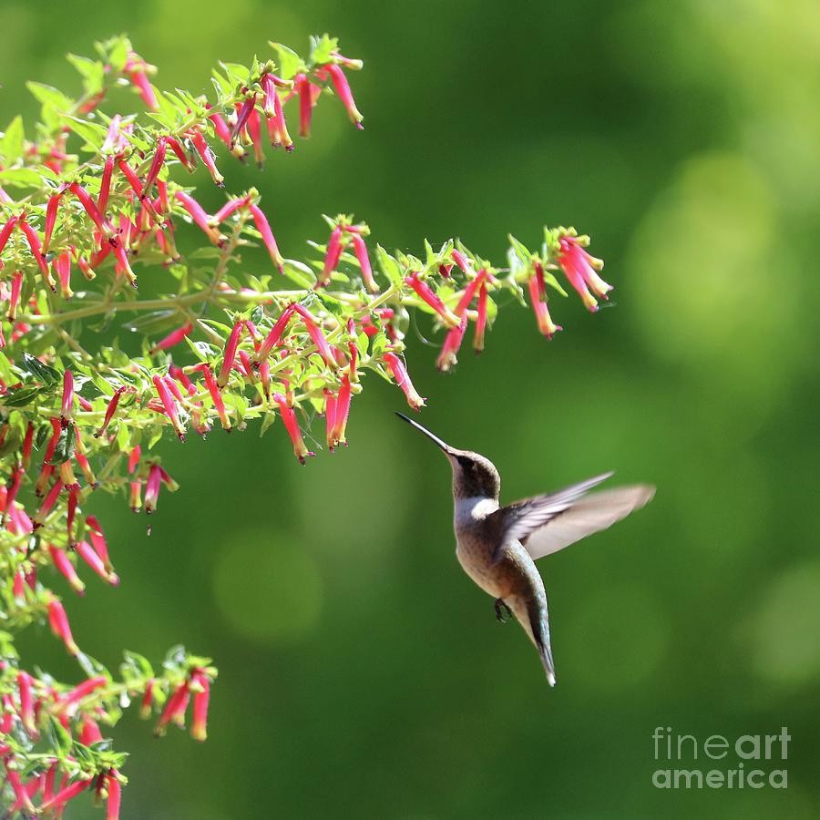 Sending Happy Thoughts Photograph by Carol Groenen - Fine Art America