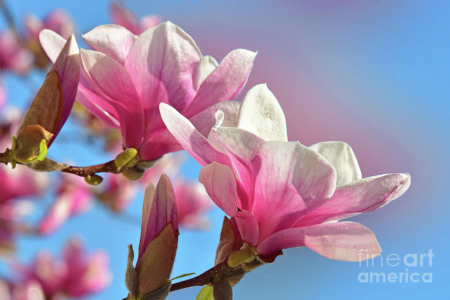 Perfect In Pink Magnolias Photograph