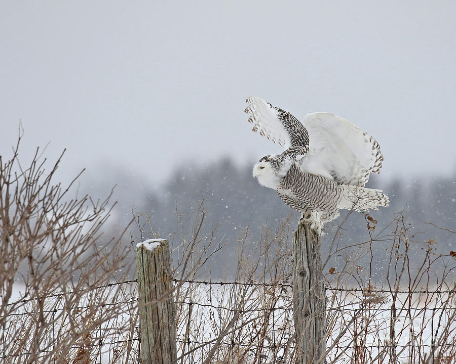 Perfect landing Photograph by Heather King