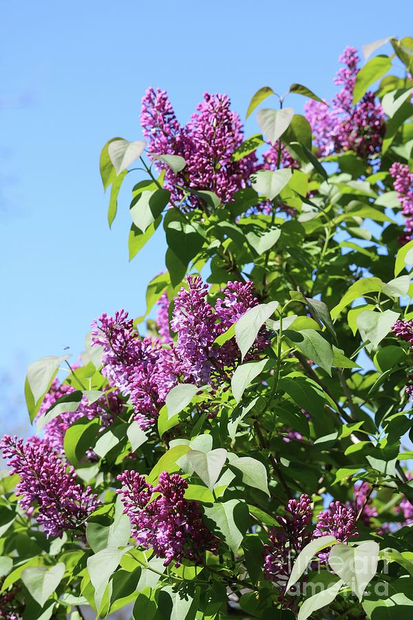 Perfect Lilacs with Blue Sky Photograph by Carol Groenen