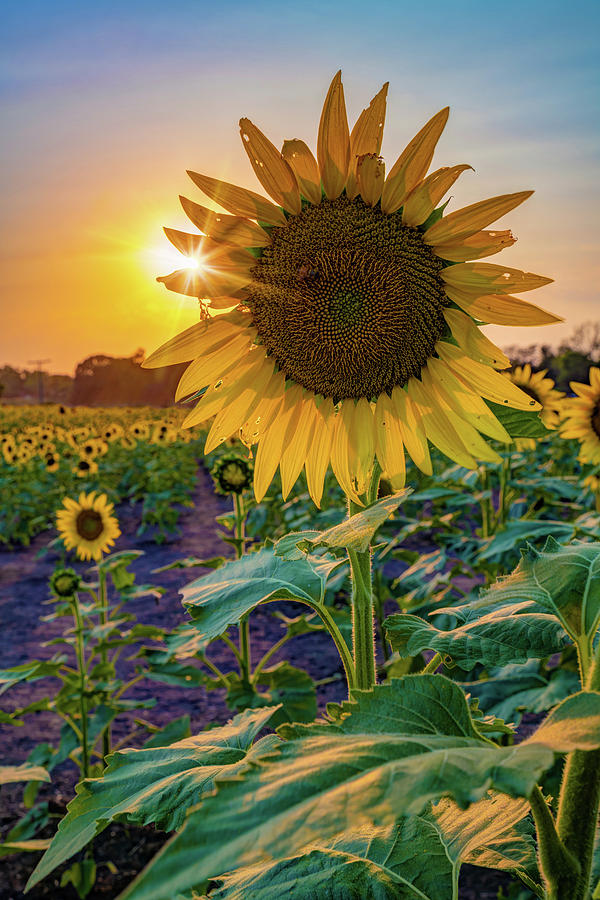 Perfect Love - Kansas Sunflower Sunset Photograph by Gregory Ballos