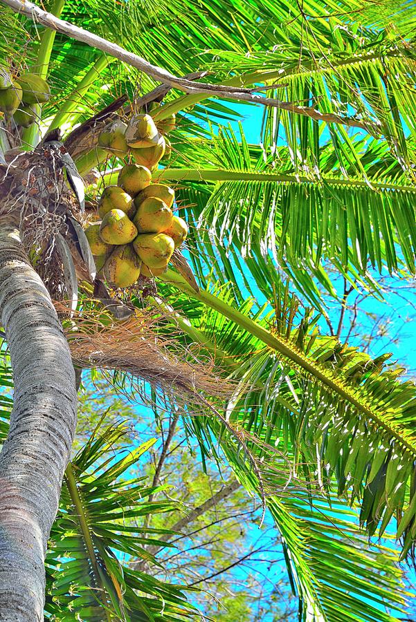 Perfect Palm Photograph by Alison Belsan Horton