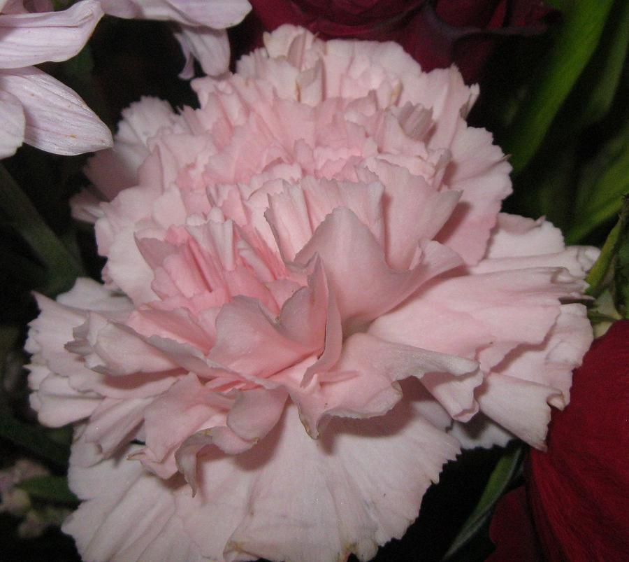 Carnation Pink Pastel
