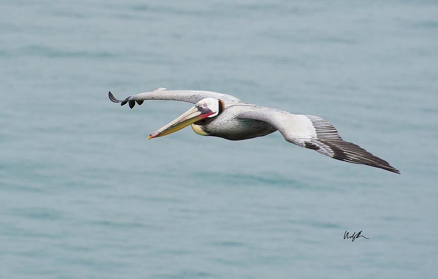 Perfect Pelican Photograph by Windy Osborn