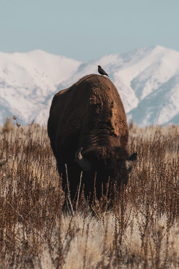 Perfect Perch Photograph by Brian Anderson Perfect Perch Photograph by Brian Anderson