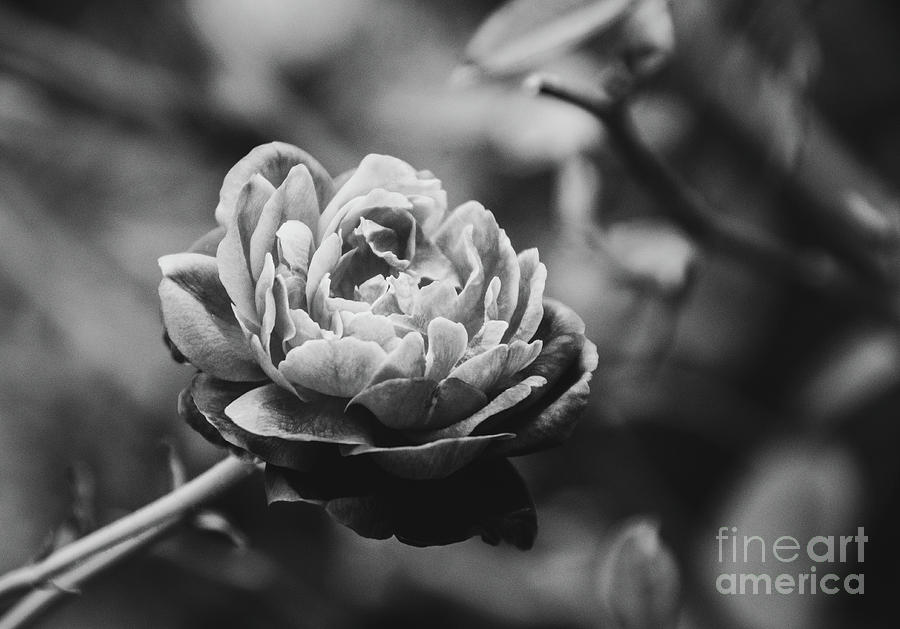 Perfect Petals High Contrast Black and White Nature / Floral Photograph Photograph by PIPA Fine Art - Simply Solid