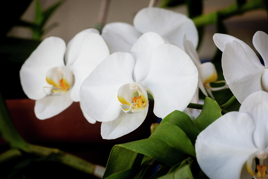 Perfect Phalaenopsis Orchid 122 Photograph by Rich Franco