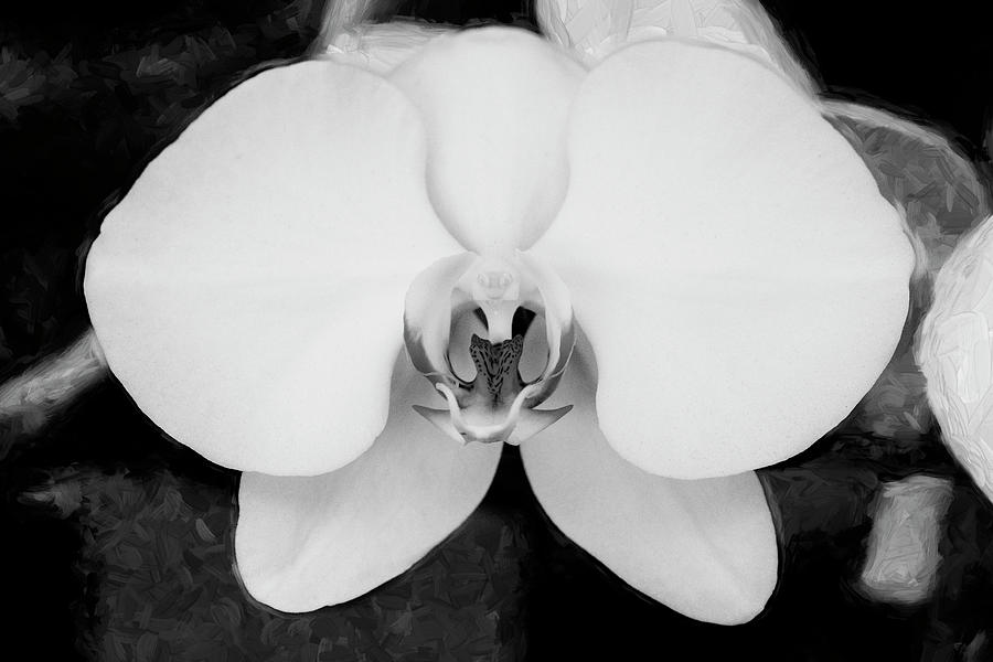 Perfect Phalaenopsis Orchid 124 Photograph by Rich Franco