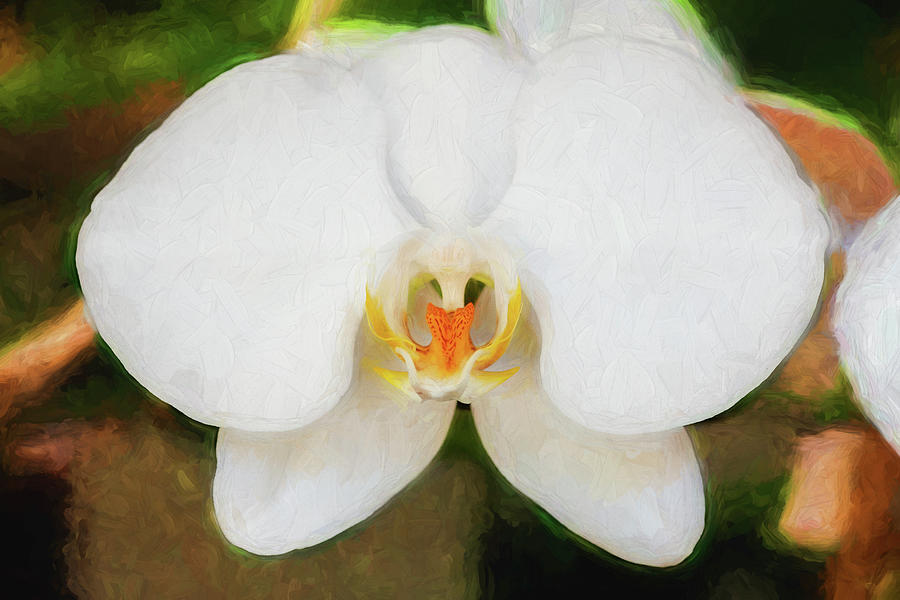 Perfect Phalaenopsis Orchid 125 Photograph by Rich Franco