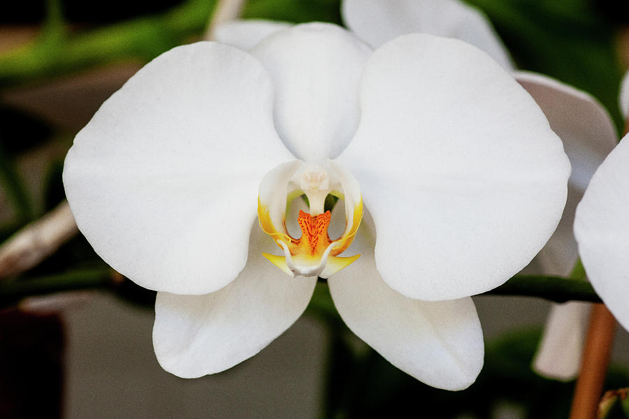 Perfect Phalaenopsis Orchid 126 Photograph by Rich Franco