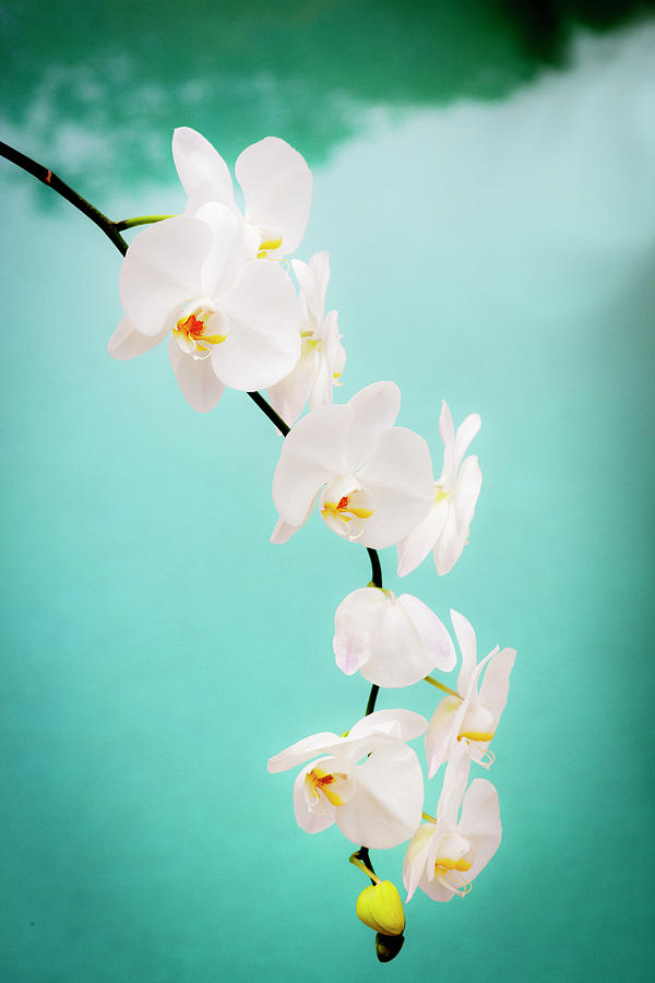  Perfect Phalaenopsis Orchid 127 Photograph by Rich Franco