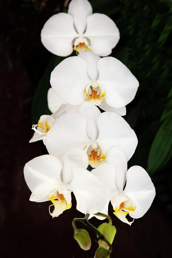 Perfect Phalaenopsis Orchid X159 Photograph by Rich Franco