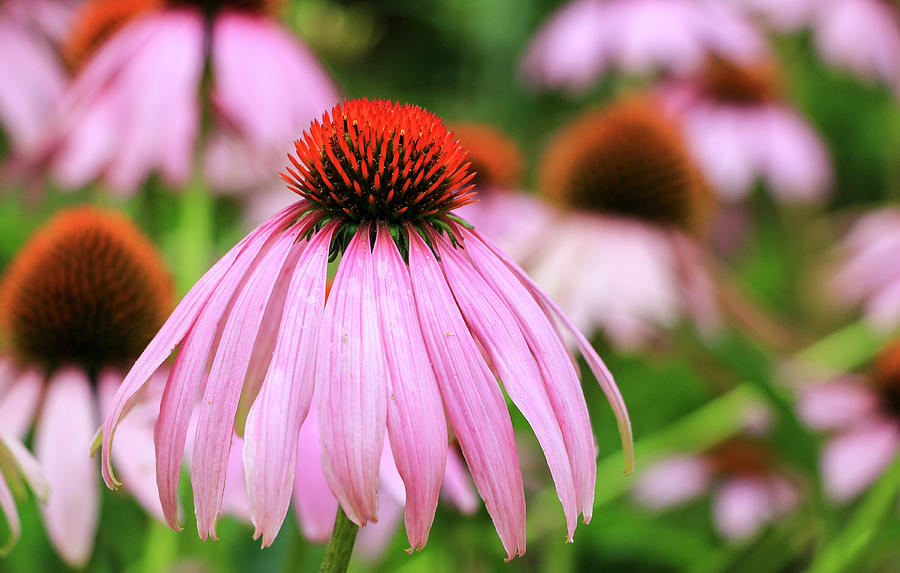 Perfect Pink Coneflower Photograph by Dawn Richards
