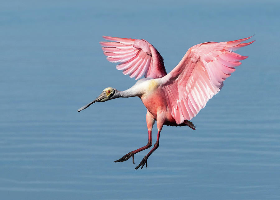 Perfect Pink Landing Photograph by Jaki Miller