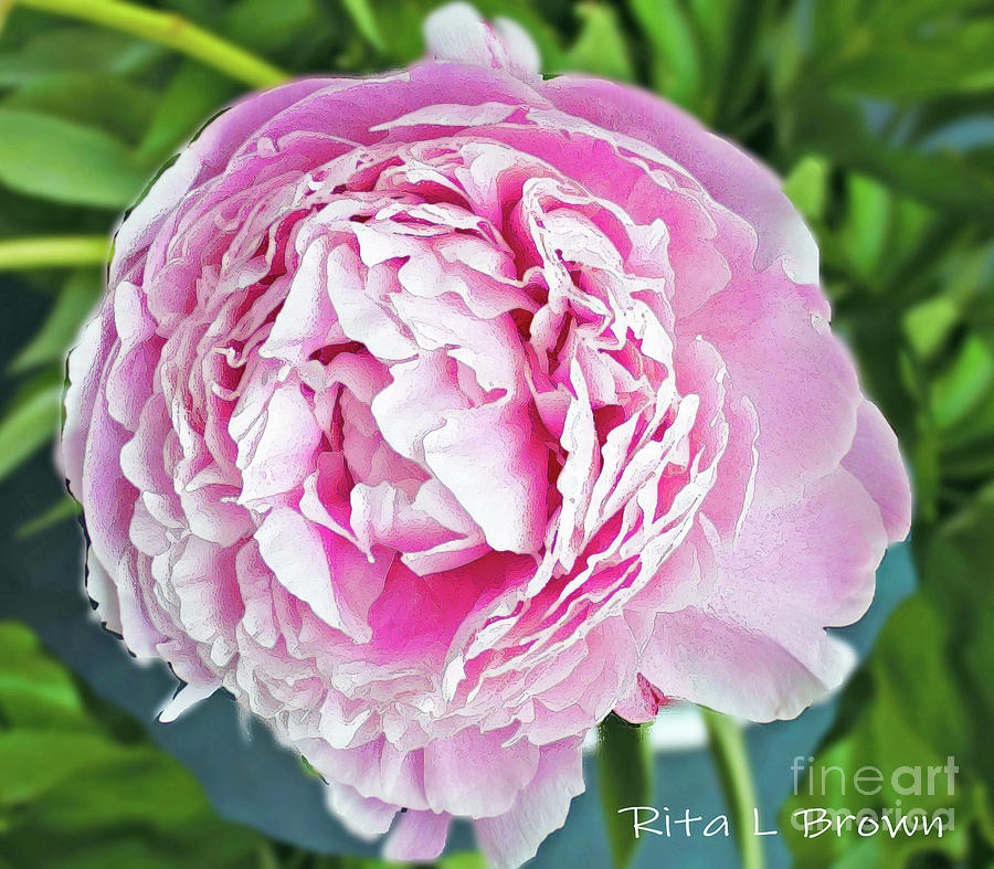 Perfect Pink Peony Photograph by Rita Brown