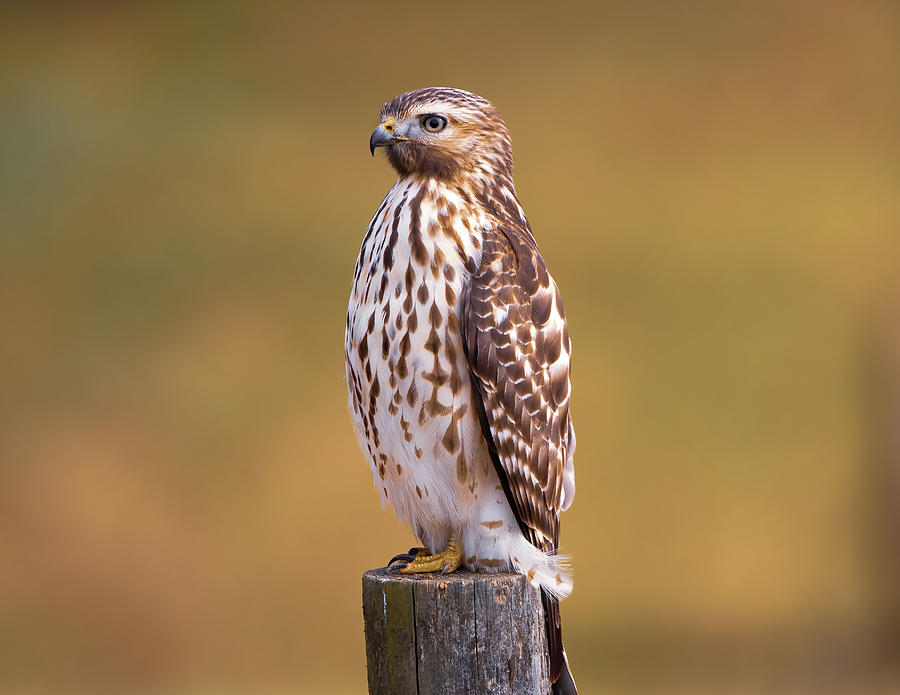 Red-shouldered Hawk Photograph - Perfect Pose by Chad Meyer