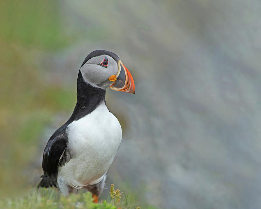 Perfect Puffin Pose Photograph by CR Courson