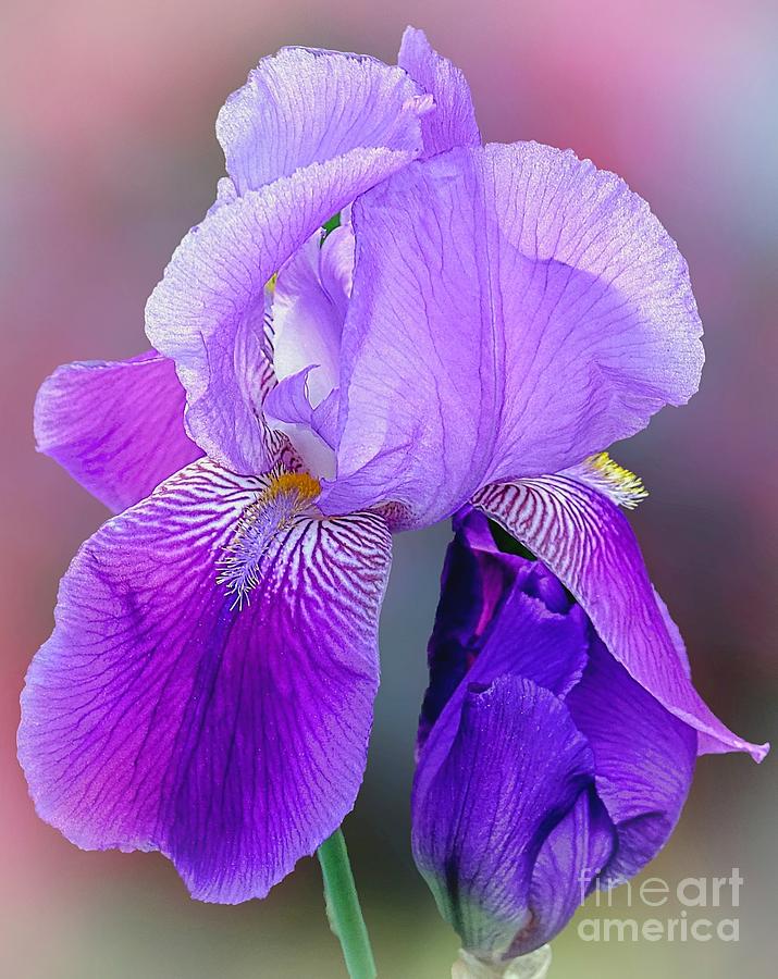 Perfect Purple Iris Photograph by Lori Lafargue