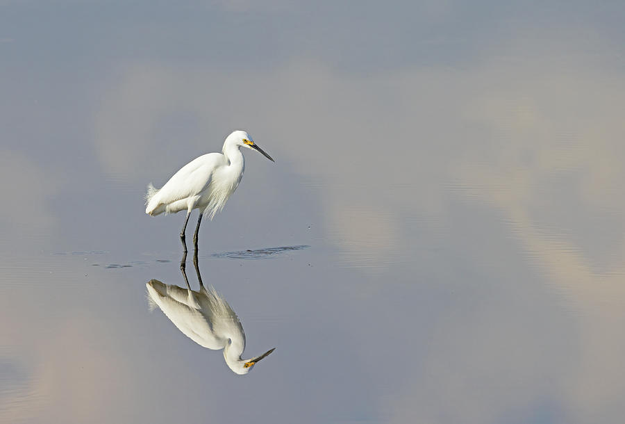 Nature Photograph - Perfect Reflection by Gina Fitzhugh