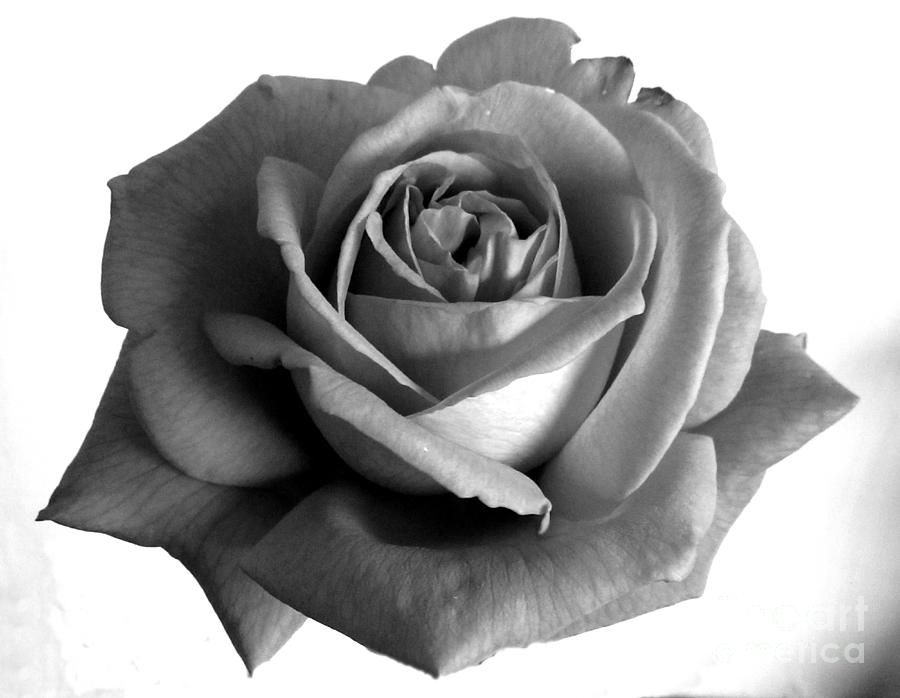 Perfect Rose In Black And White Photograph by Lesley Evered - Fine Art ...