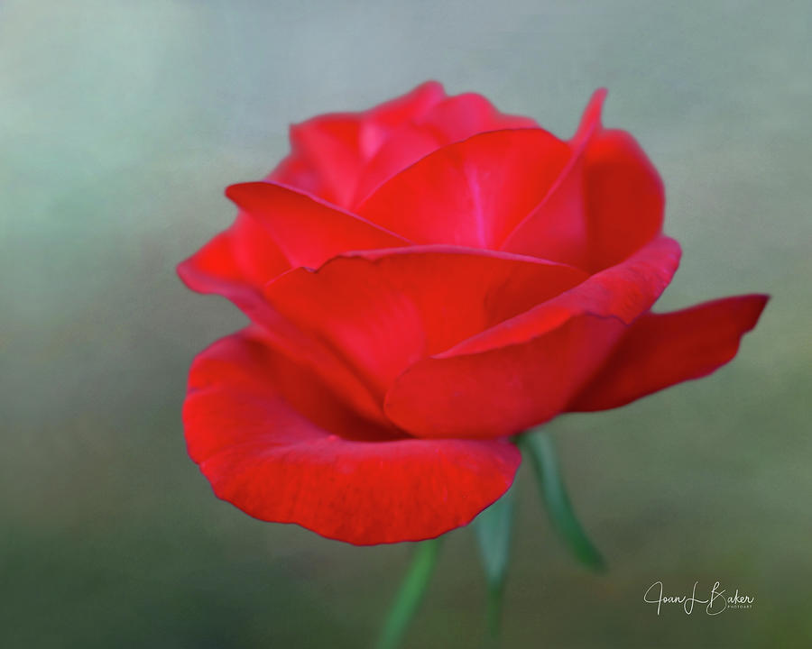 Perfect Rose Photograph by Joan Baker