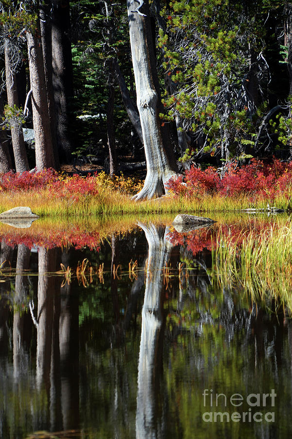 Perfect Tree Reflections, Yosemite National Park Photograph by Wernher Krutein