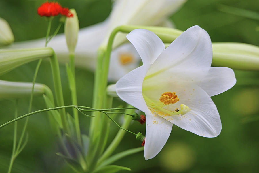 Perfect White Lily  Photograph by Scott Burd