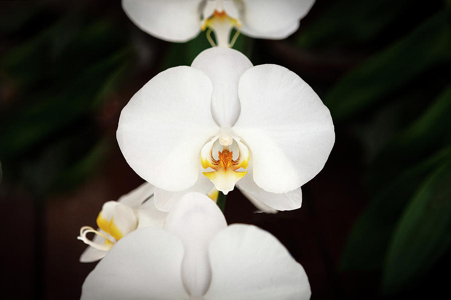 Perfect White Phalaenopsis Orchid  X157 Photograph by Rich Franco