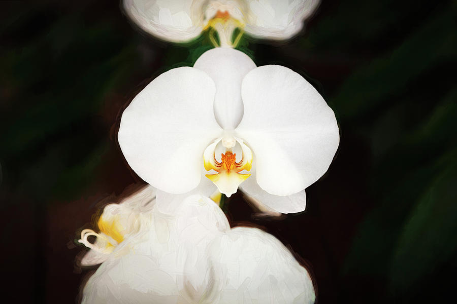  Perfect White Phalaenopsis Orchid X158 Photograph by Rich Franco