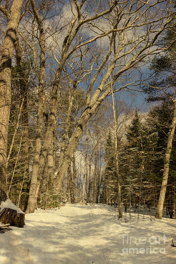Perfect Winter Day in Maine Photograph by Elizabeth Dow