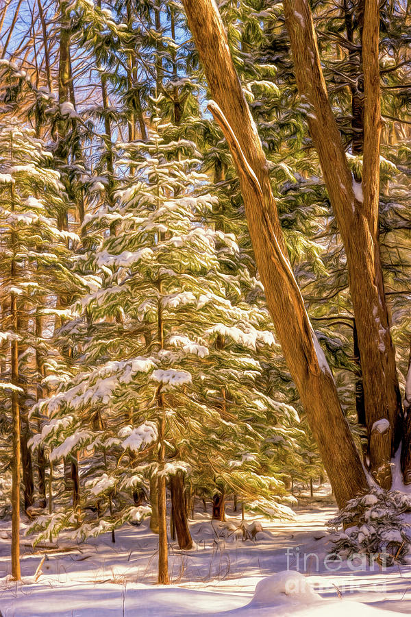 Christmas Photograph - Perfect Winter Snow by Elizabeth Dow