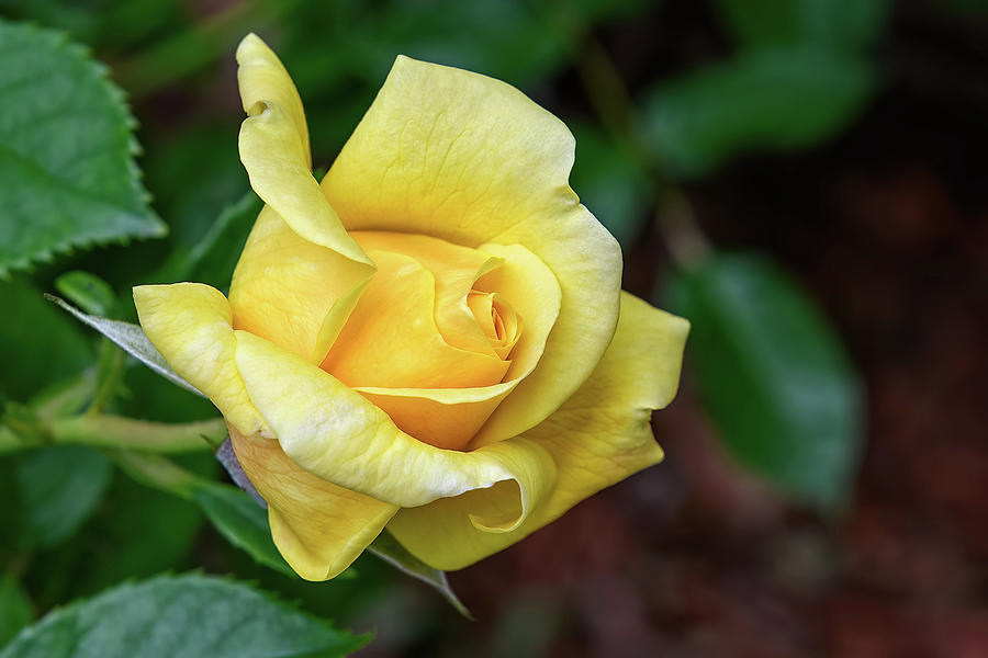Perfect Yellow Rose Photograph