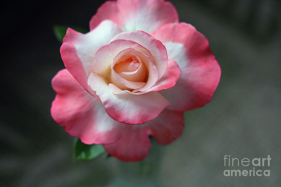 Perfection in a Rose 1617 Photograph by Jack Schultz