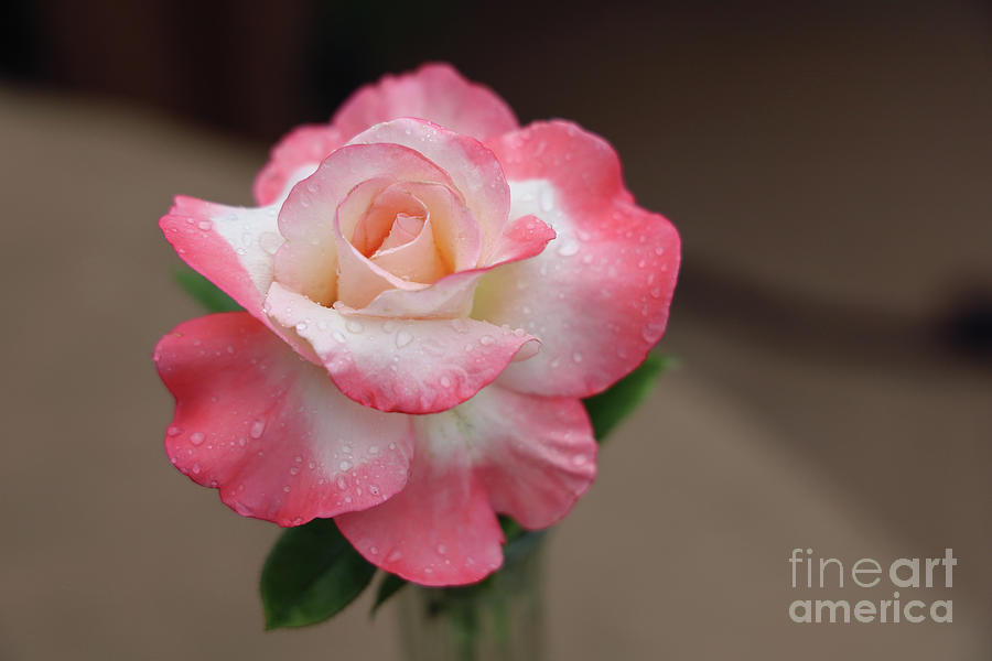 Perfection in a Rose 1624 Photograph by Jack Schultz