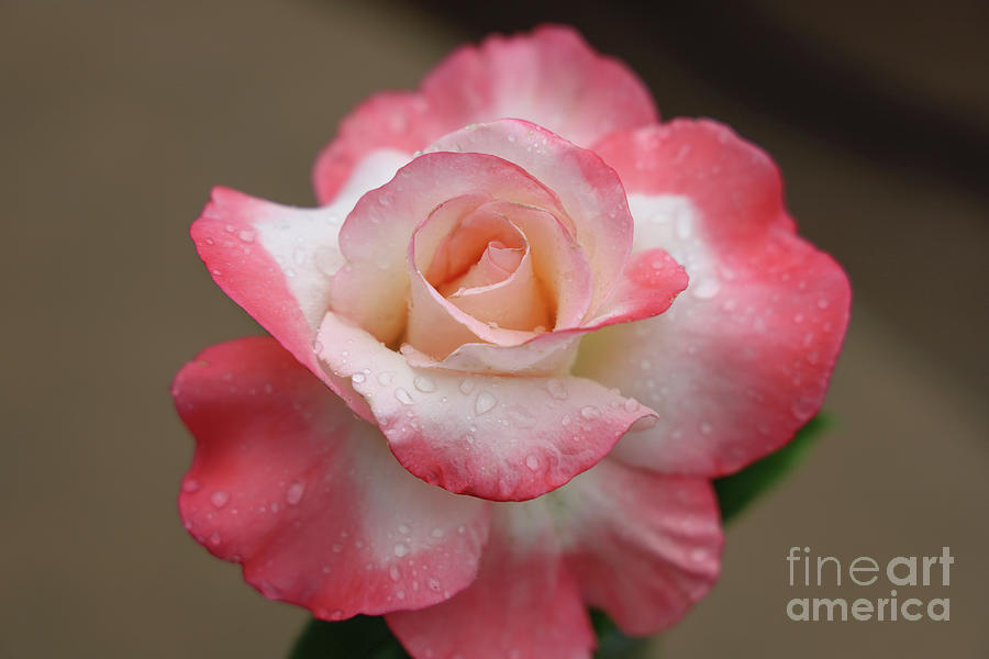 Perfection in a Rose 1628 Photograph by Jack Schultz