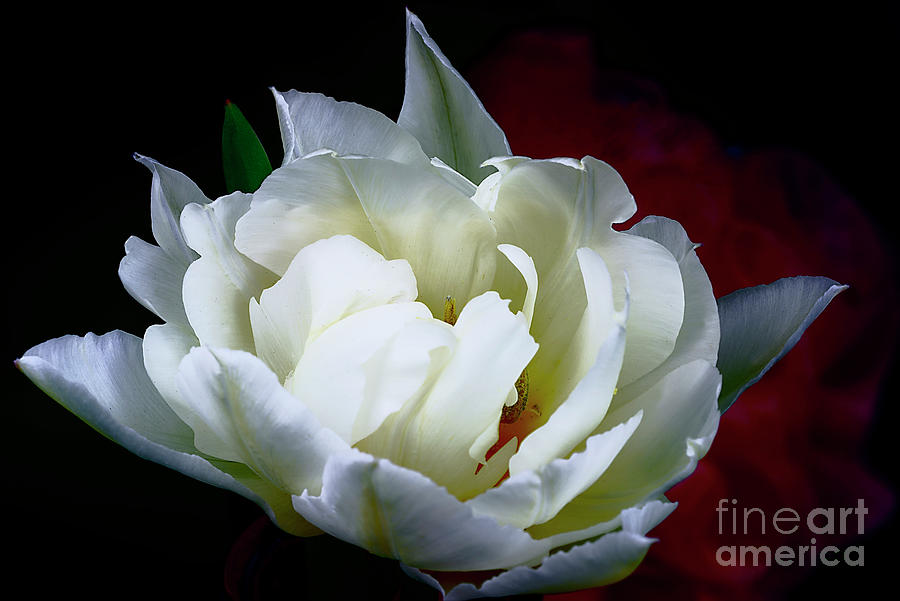 Perfection Of White Tulip. Photograph by Alexander Vinogradov