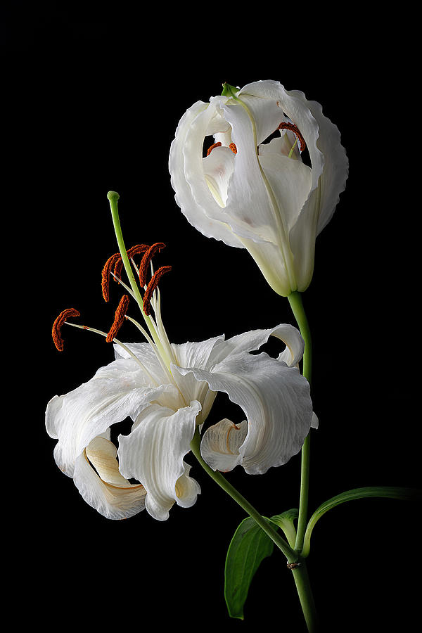 Perfection - White Lilies Vi Art Photo Photograph