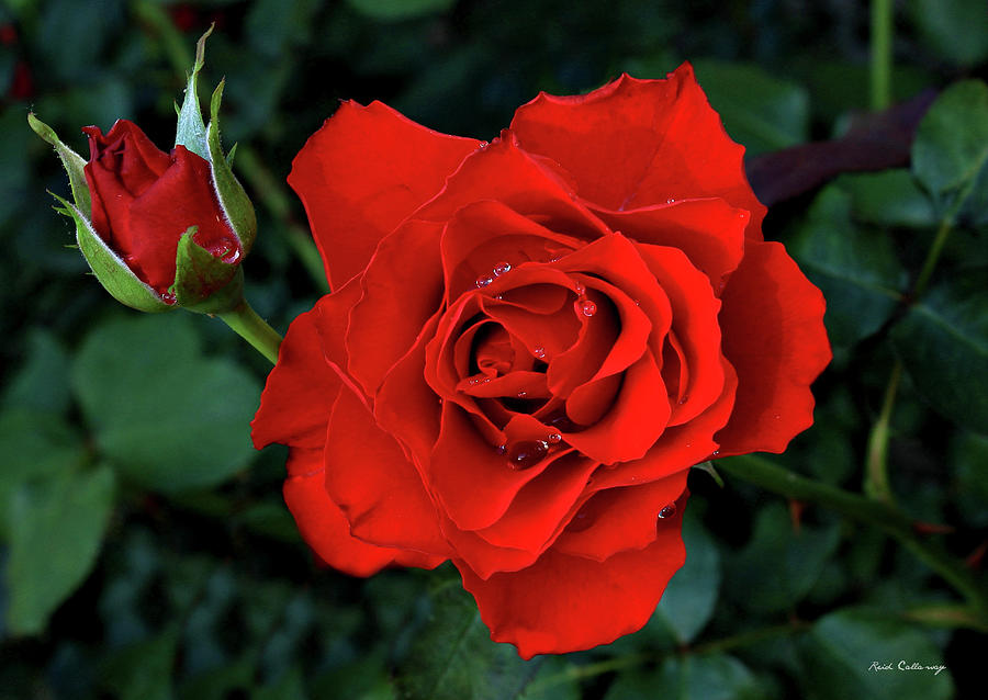 Perfectly Amazingly Red Rose Flower Garden Art Photograph by Reid ...