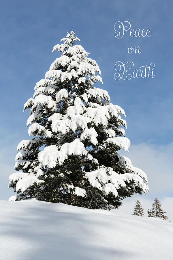 Yellowstone National Park Photograph - Perfectly Frosted - Peace On Earth by Ann Skelton