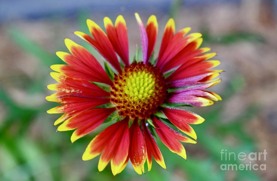 perfectly-imperfect-flower-photograph-by-marie-debs-fine-art-america